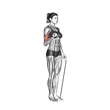 Alternate Biceps Curl (with band)