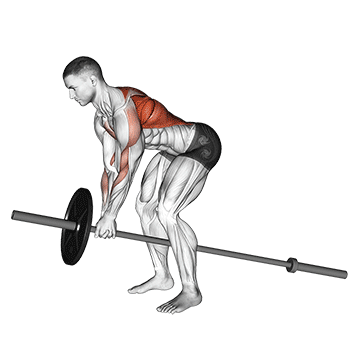 Lever Bent over Row (plate loaded)